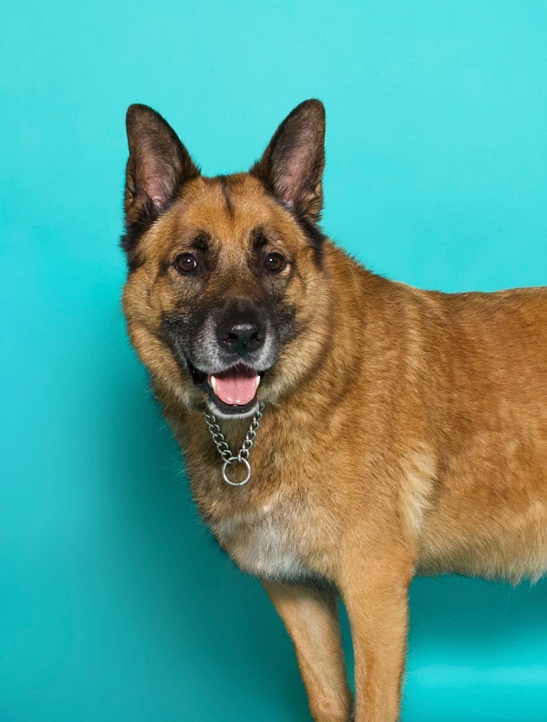 Sampson, an adoptable Shepherd, German Shepherd Dog in Fort Lauderdale, FL, 33304 | Photo Image 1