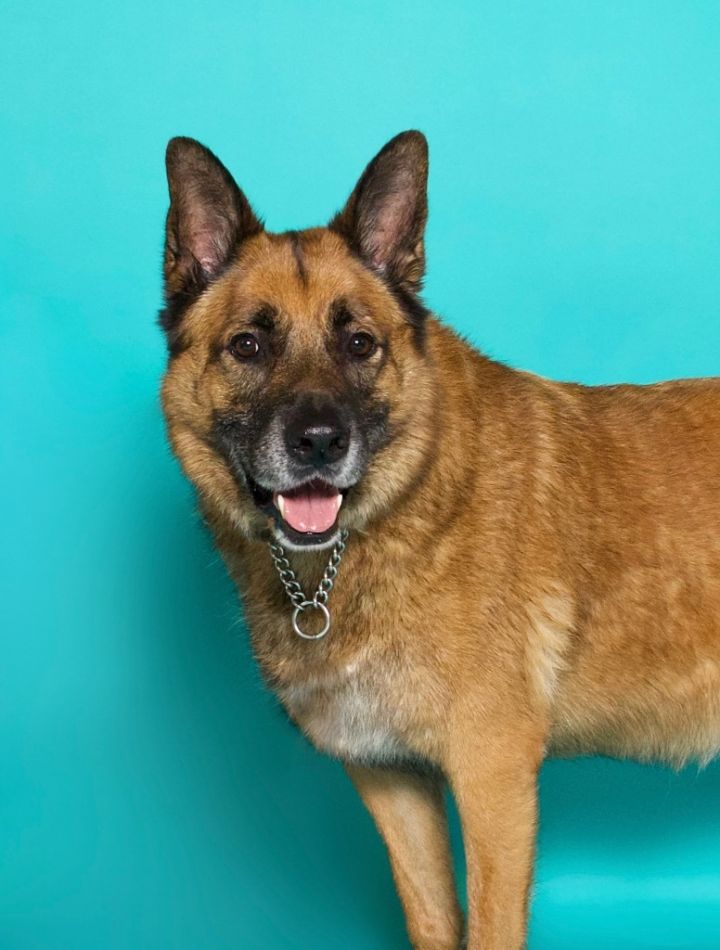 Sampson, an adoptable Shepherd & German Shepherd Dog Mix in Fort Lauderdale, FL_image-1