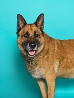 Sampson, Senior Male unknown
