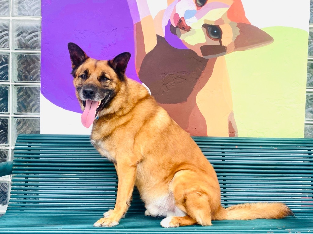 Sampson, an adoptable Shepherd, German Shepherd Dog in Fort Lauderdale, FL, 33304 | Photo Image 2