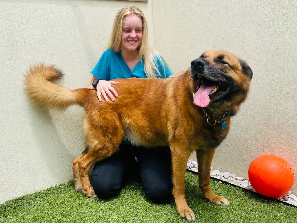 Sampson, an adoptable German Shepherd Dog in Fort Lauderdale, FL, 33304 | Photo Image 3