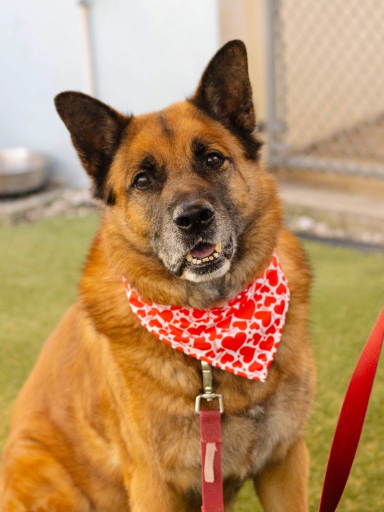 Sampson, an adoptable German Shepherd Dog in Fort Lauderdale, FL, 33304 | Photo Image 4