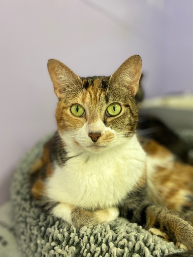 Wilma *Long shot*, an adoptable Calico in Fort Lauderdale, FL, 33304 | Photo Image 1