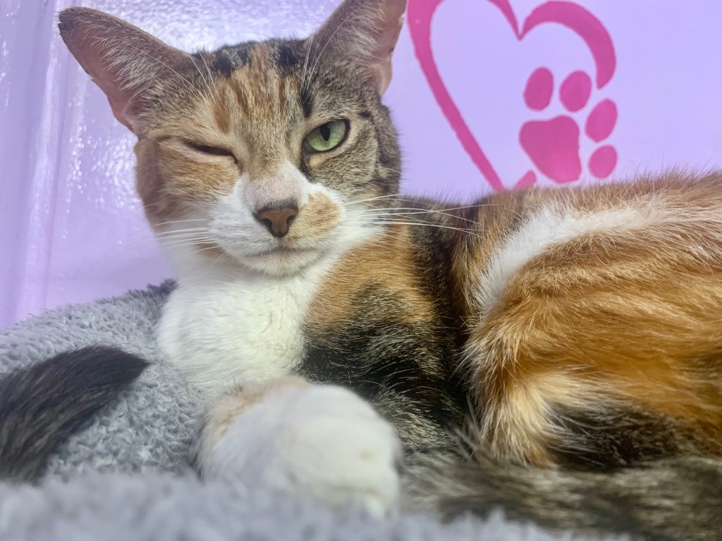 Wilma, an adoptable Calico in Fort Lauderdale, FL, 33304 | Photo Image 1