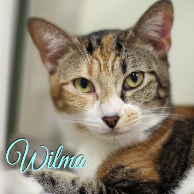 Wilma *Long shot*, an adoptable Calico in Fort Lauderdale, FL, 33304 | Photo Image 2