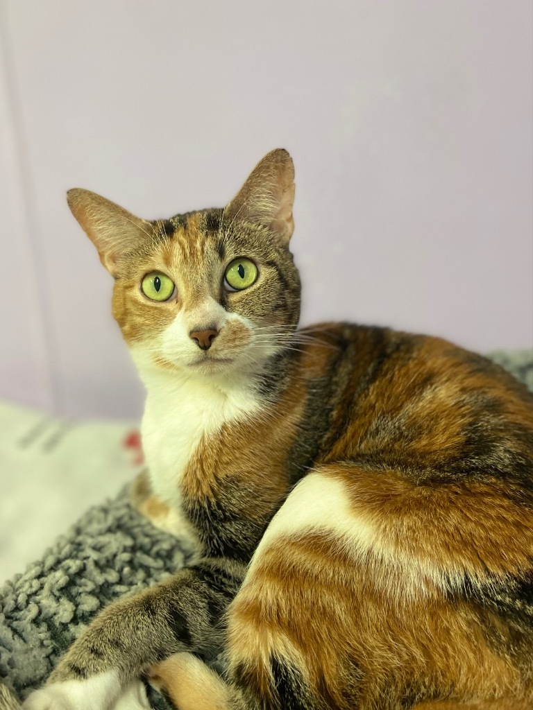 Wilma *Long shot*, an adoptable Calico in Fort Lauderdale, FL, 33304 | Photo Image 3