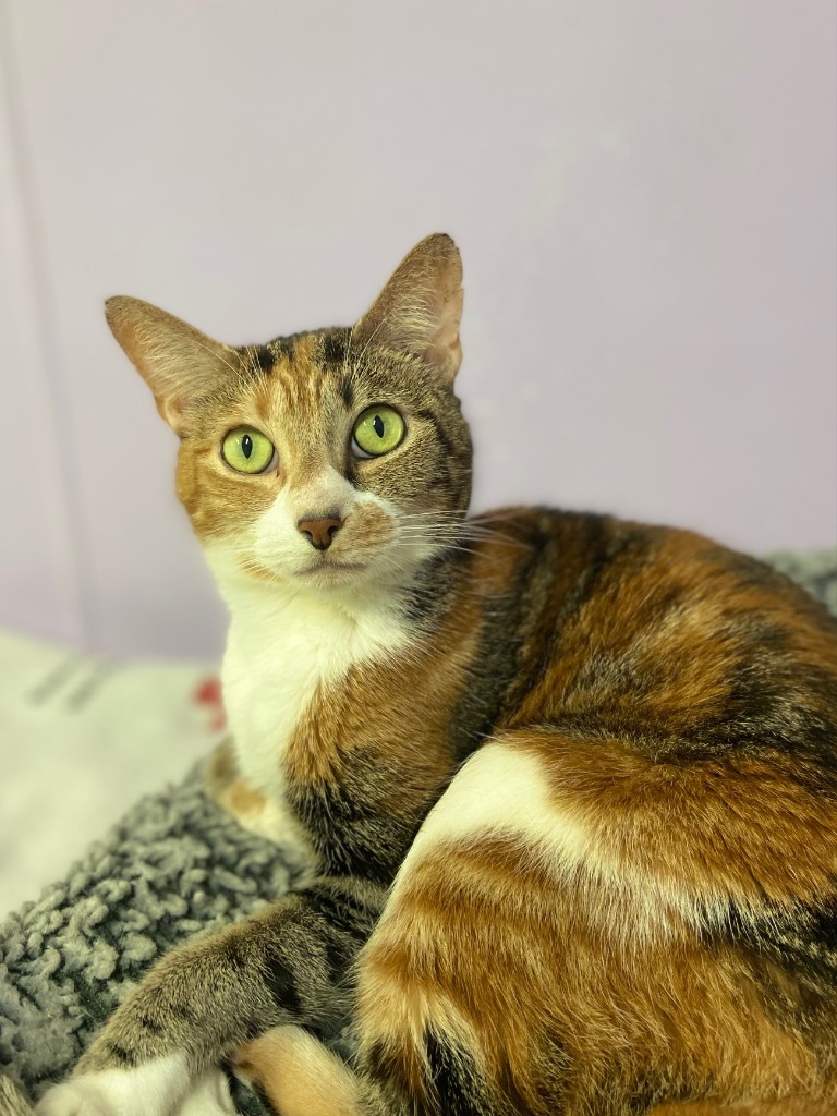 Wilma, an adoptable Calico in Fort Lauderdale, FL, 33304 | Photo Image 3