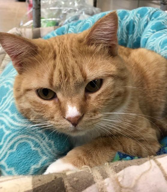 Autumn, an adoptable Domestic Short Hair in Hastings, NE, 68901 | Photo Image 1