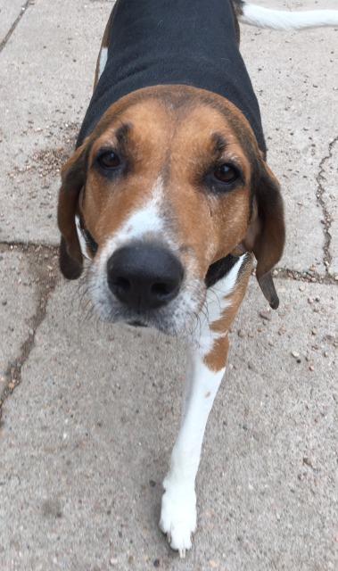 Norman, an adoptable Coonhound in Hastings, NE, 68901 | Photo Image 1