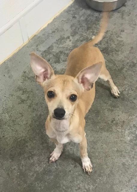 Luigi, an adoptable Chihuahua in Hastings, NE, 68901 | Photo Image 1