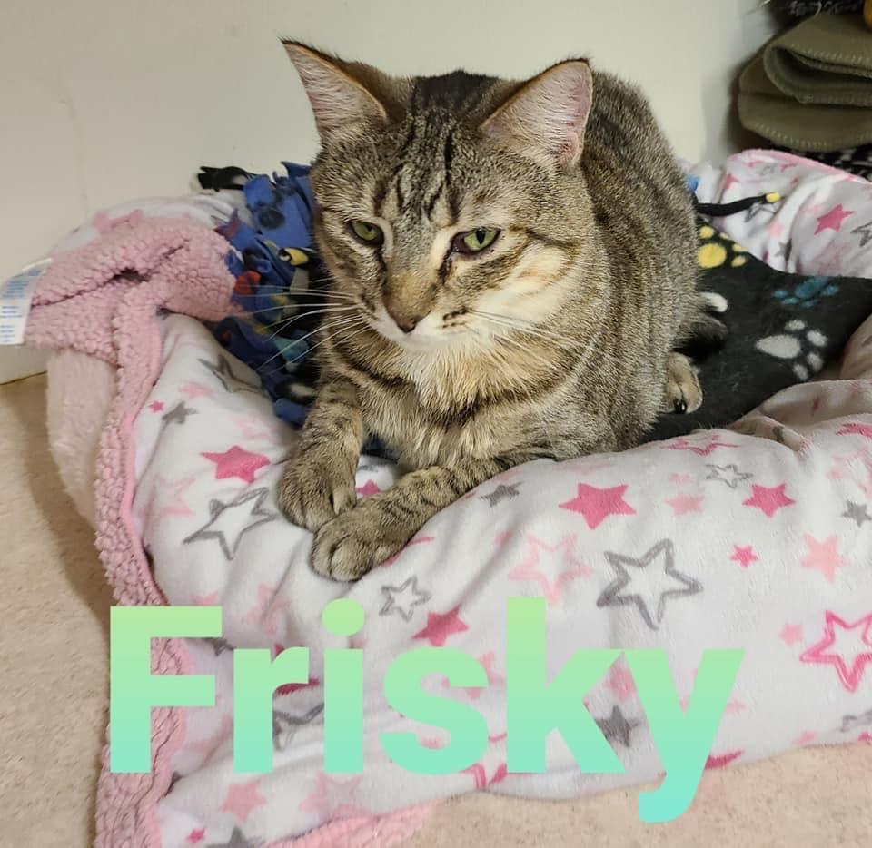Frisky, an adoptable Domestic Short Hair in Hastings, NE, 68901 | Photo Image 1
