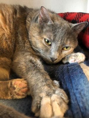 Mittens, Senior Female unknown