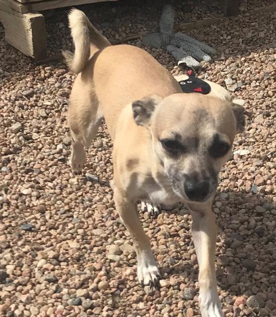 Lazaro, an adoptable Chihuahua in Hastings, NE, 68901 | Photo Image 1