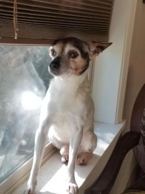 Dog For Adoption Eddie A Jack Russell Terrier In Salt Lake City