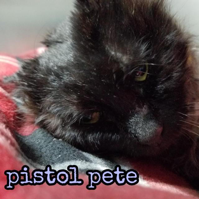 Pistol Pete, an adoptable Domestic Medium Hair in Sandy, UT, 84070 | Photo Image 1