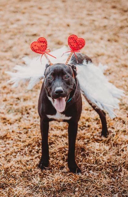 Ebony, an adoptable Labrador Retriever in Sandy, UT, 84070 | Photo Image 1