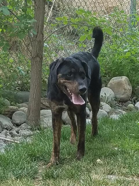 Clifford, an adoptable Greater Swiss Mountain Dog, Retriever in Sandy, UT, 84070 | Photo Image 1