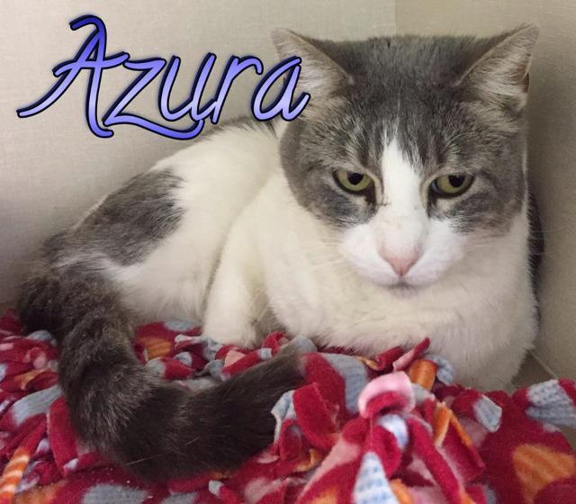 Cat for adoption - Azura, a Domestic Short Hair in Salt ...