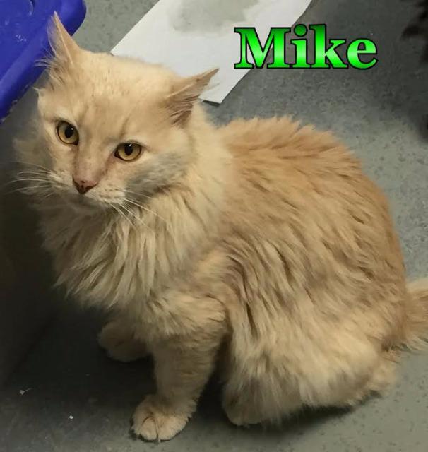 Mike, an adoptable Domestic Long Hair in Sandy, UT, 84070 | Photo Image 1