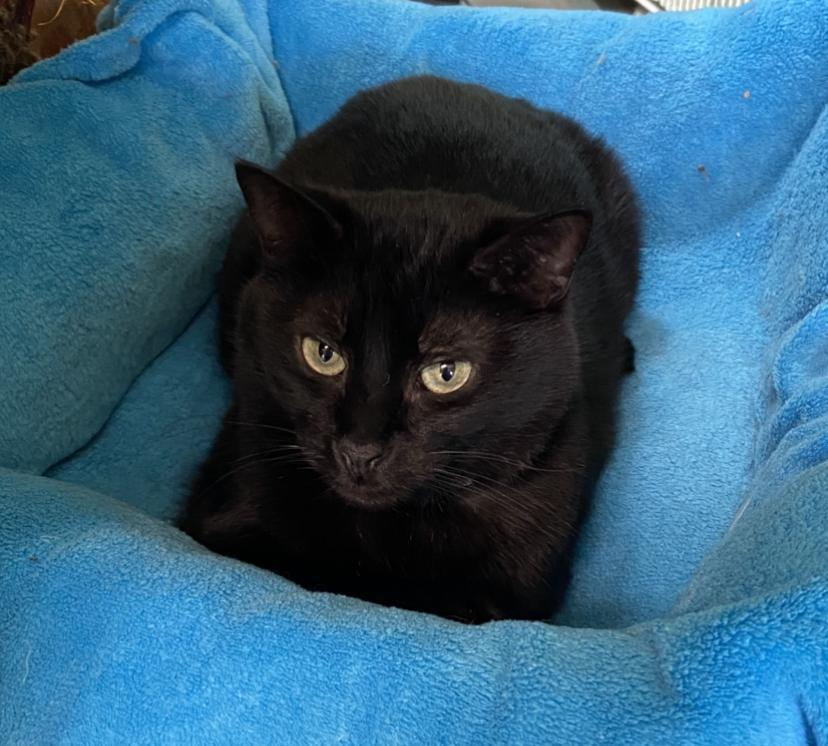 Tucker, an adoptable Domestic Short Hair in Sandy, UT, 84070 | Photo Image 1