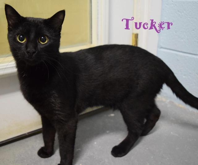 Tucker, an adoptable Domestic Short Hair in Sandy, UT, 84070 | Photo Image 2