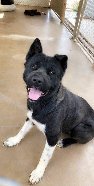 Yoshi, an adoptable Akita in Midland, TX, 79705 | Photo Image 1