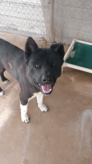 Yoshi, an adoptable Akita in Midland, TX, 79705 | Photo Image 2