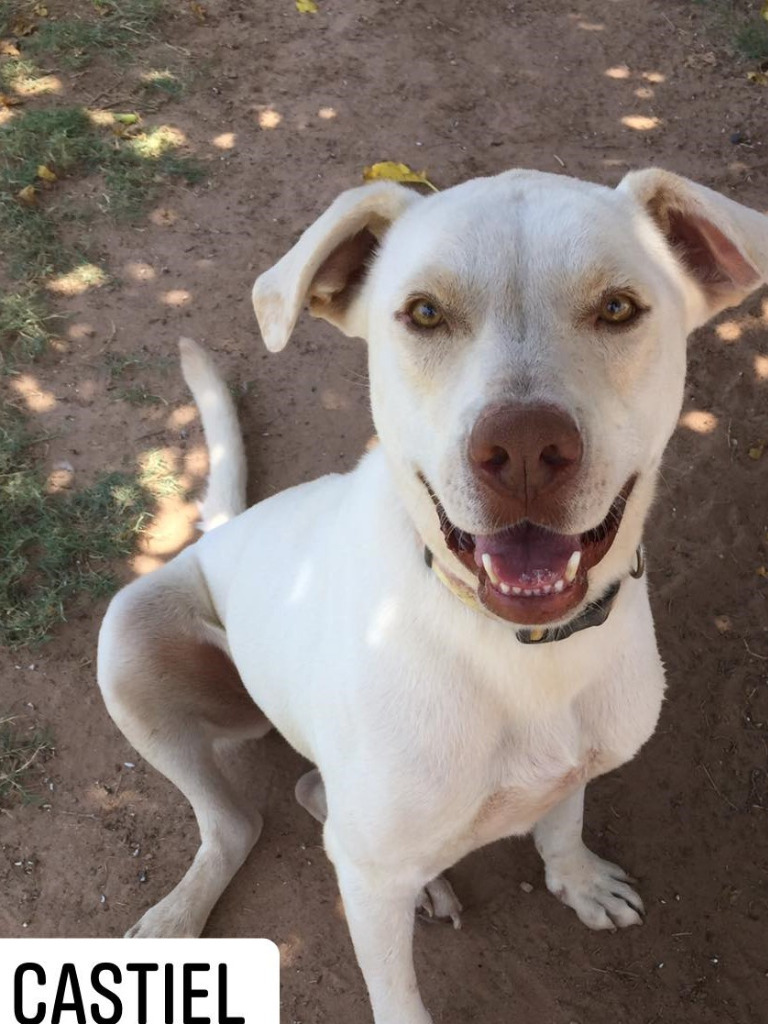 Castiel, an adoptable Labrador Retriever in Midland, TX, 79705 | Photo Image 1