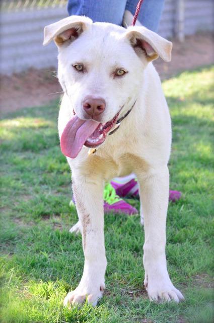 Castiel, an adoptable Labrador Retriever in Midland, TX, 79705 | Photo Image 2