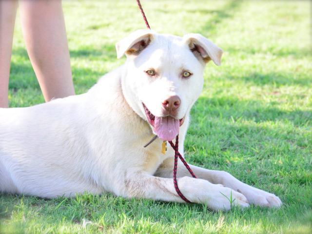 Castiel, an adoptable Labrador Retriever in Midland, TX, 79705 | Photo Image 3