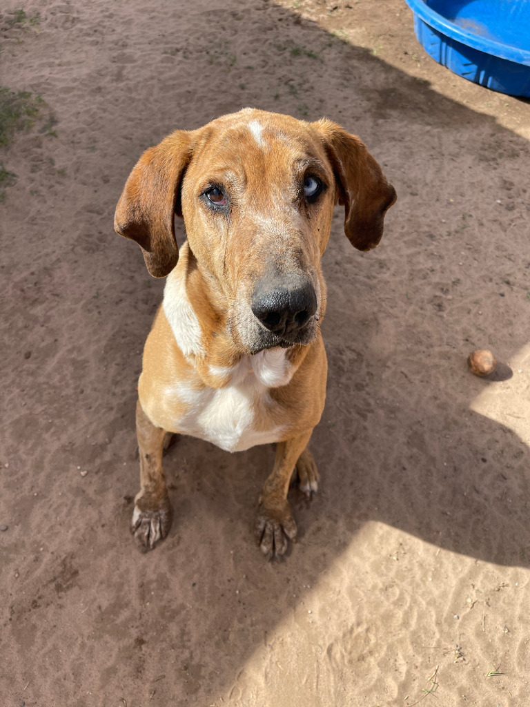 Betty Lou (Uma), an adoptable Hound in Midland, TX, 79705 | Photo Image 1