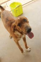 Betty Lou (Uma), an adoptable Hound in Midland, TX, 79705 | Photo Image 2