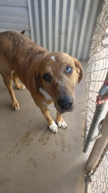 Betty Lou (Uma), an adoptable Hound in Midland, TX, 79705 | Photo Image 3