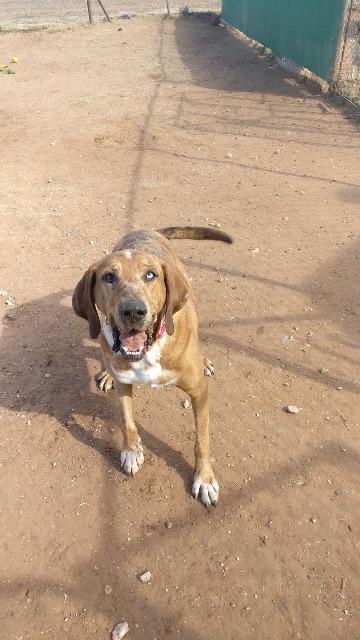 Betty Lou (Uma), an adoptable Hound in Midland, TX, 79705 | Photo Image 4