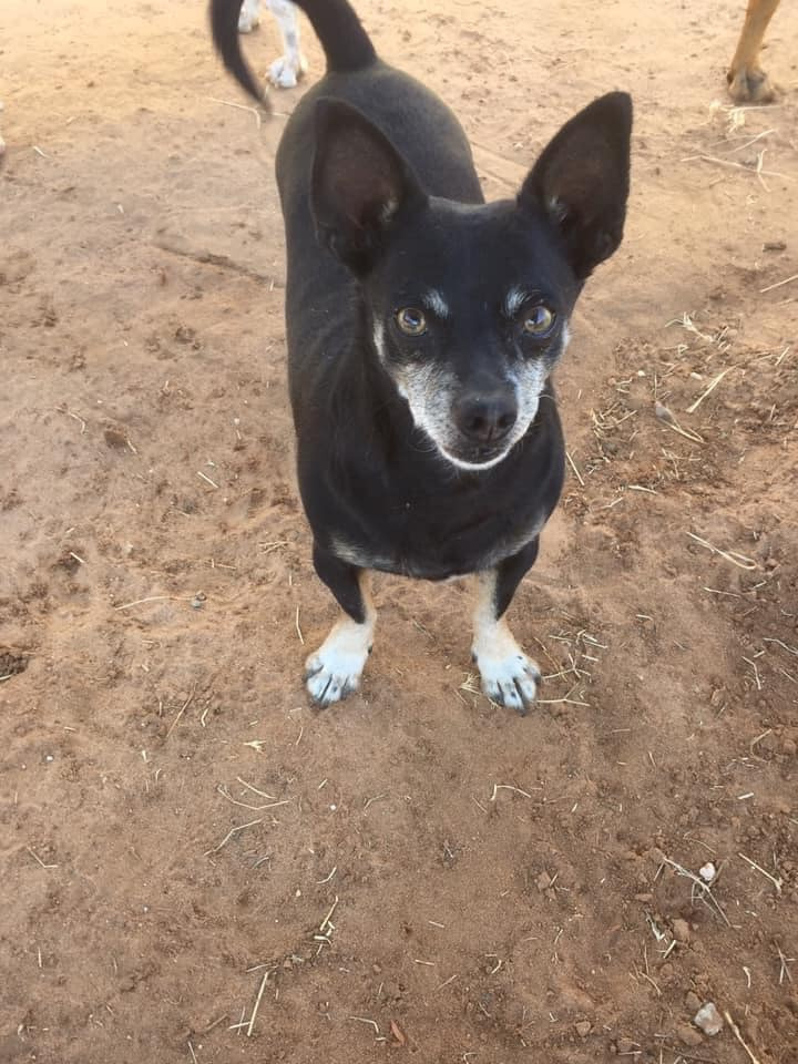 Jingleheimer, an adoptable Chihuahua in Midland, TX, 79705 | Photo Image 1