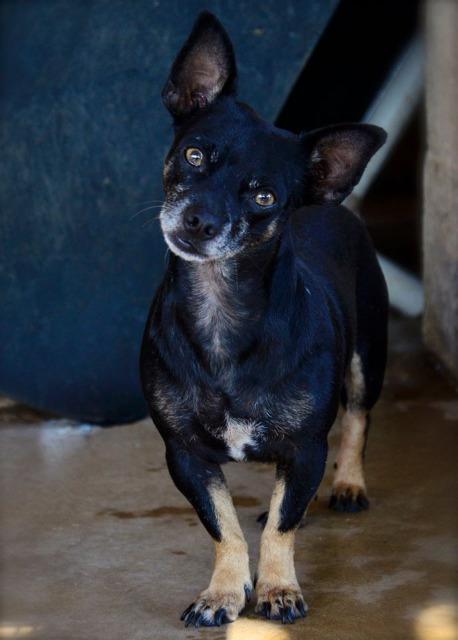 Jingleheimer, an adoptable Chihuahua in Midland, TX, 79705 | Photo Image 2