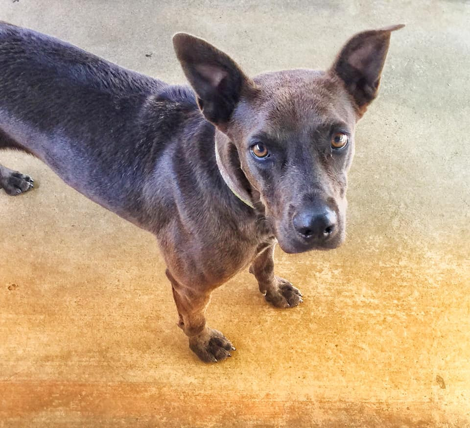 Ace, an adoptable Labrador Retriever in Midland, TX, 79705 | Photo Image 1