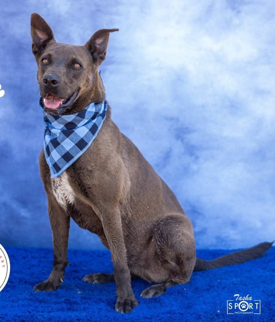 Ace, an adoptable Labrador Retriever in Midland, TX, 79705 | Photo Image 1