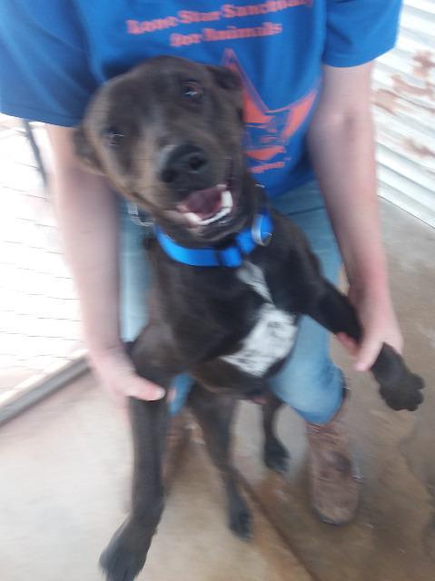 Ace, an adoptable Labrador Retriever in Midland, TX, 79705 | Photo Image 3