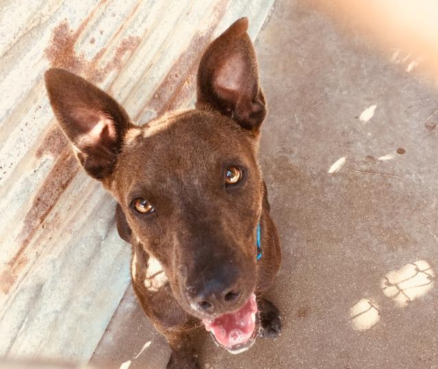Ace, an adoptable Labrador Retriever in Midland, TX, 79705 | Photo Image 4