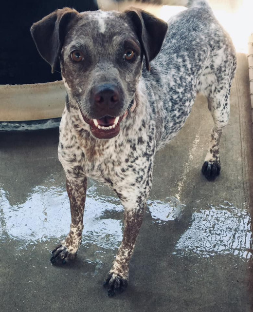 Marie, an adoptable Pointer in Midland, TX, 79705 | Photo Image 1