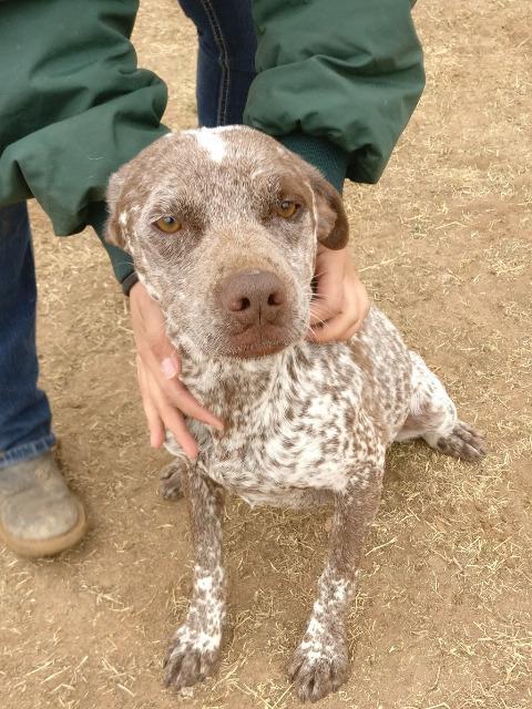 Marie, an adoptable Pointer in Midland, TX, 79705 | Photo Image 2