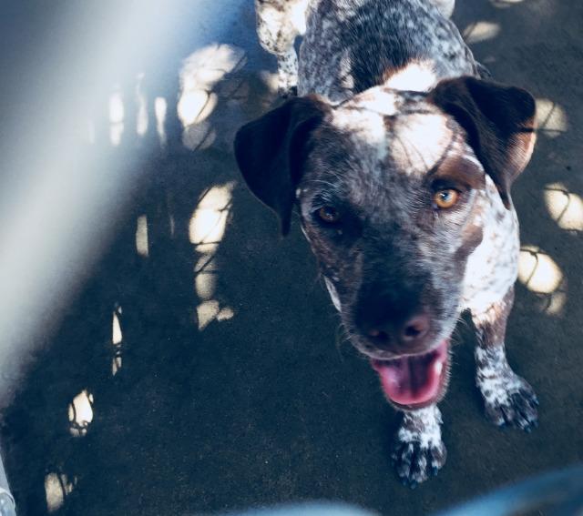 Marie, an adoptable Pointer in Midland, TX, 79705 | Photo Image 3