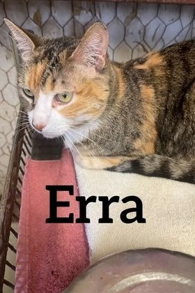 Erra, an adoptable Domestic Short Hair in Midland, TX, 79705 | Photo Image 1