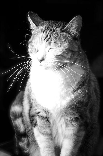 Erra, an adoptable Domestic Short Hair in Midland, TX, 79705 | Photo Image 4