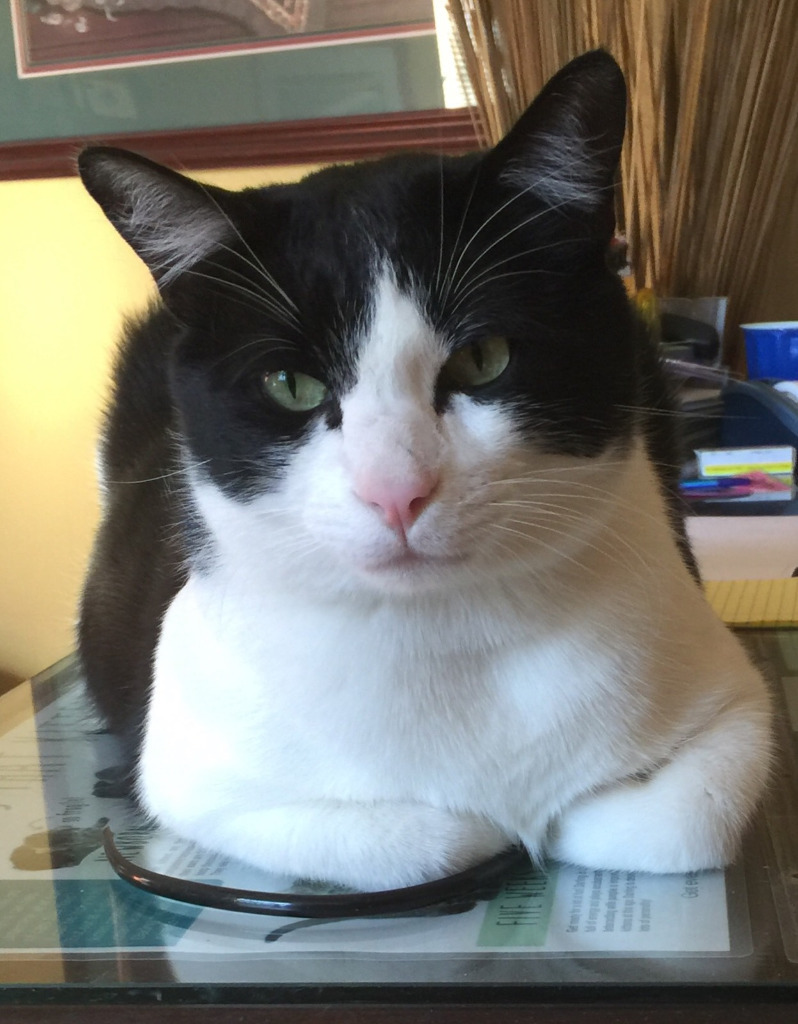 Domino, an adoptable Domestic Short Hair in Midland, TX, 79705 | Photo Image 1