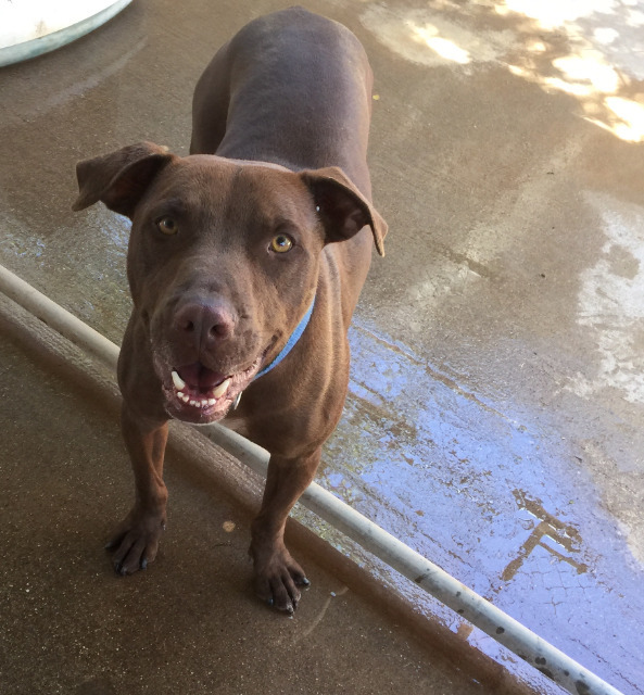 Sampson, an adoptable Pit Bull Terrier in Midland, TX, 79705 | Photo Image 1