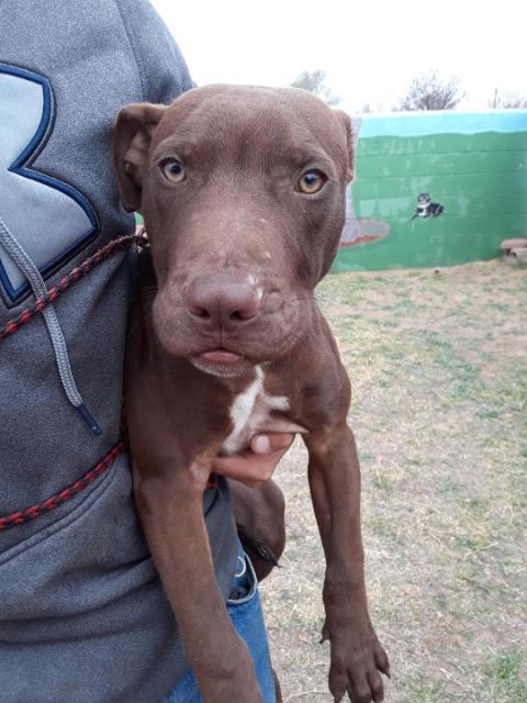 Sampson, an adoptable Pit Bull Terrier in Midland, TX, 79705 | Photo Image 2