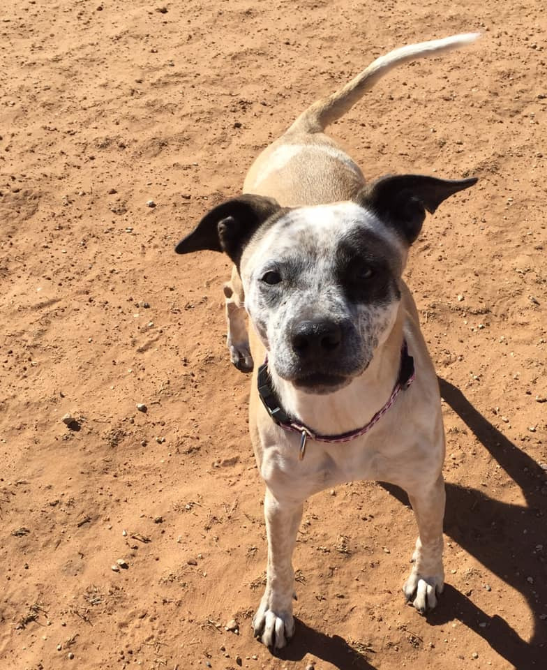 Aries, an adoptable Boxer, Shepherd in Midland, TX, 79705 | Photo Image 1
