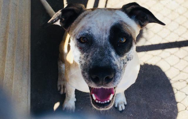 Aries, an adoptable Boxer, Shepherd in Midland, TX, 79705 | Photo Image 3